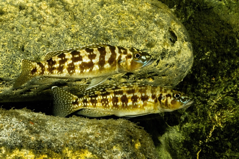 Lepidiolamprologus kamambae 'Kerenge Island'